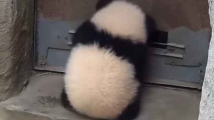 It's so cute that I can't help but draw one. I won't consider accepting the manuscript for now O_o