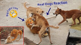 Fake Big Lion Prank Dog So Funny Can Not Stop Laugh Must Watch New Funny Prank Video 2021