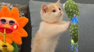 The cat hit it with one punch.. er.. my heart is broken ❤