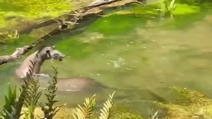 Anta, em Mato Grosso - Brasil