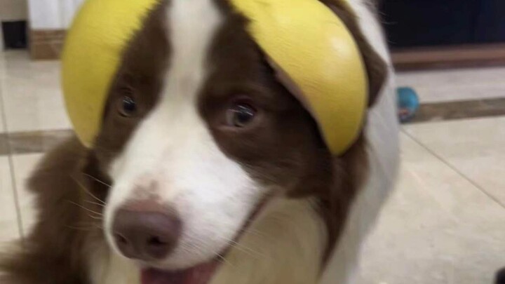 The little fish who refuses to wear a pomelo-shaped helmet