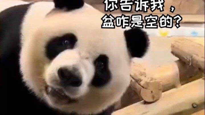 😂 The dad tosses an empty basin to Kuku, and Kuku immediately turns around, looking puzzled, and que