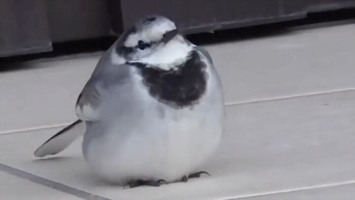 Seonggok penguin (?