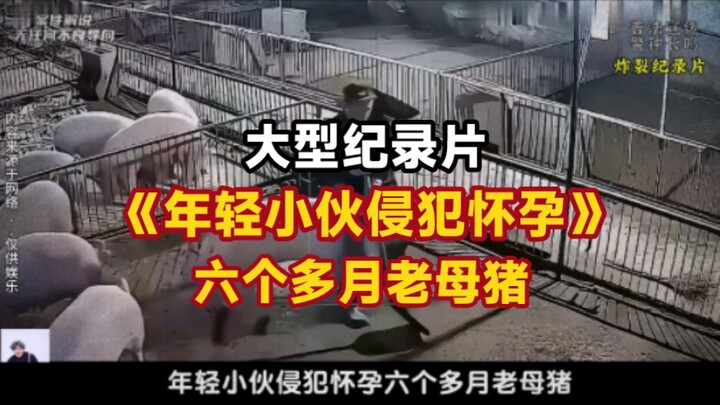 Major Documentary: “Young Man Rapes a Sow Over Six Months Pregnant”