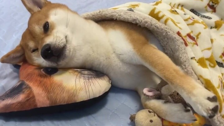 Sebelum dibuka, nggak pernah nyangka bakal seimut ini!