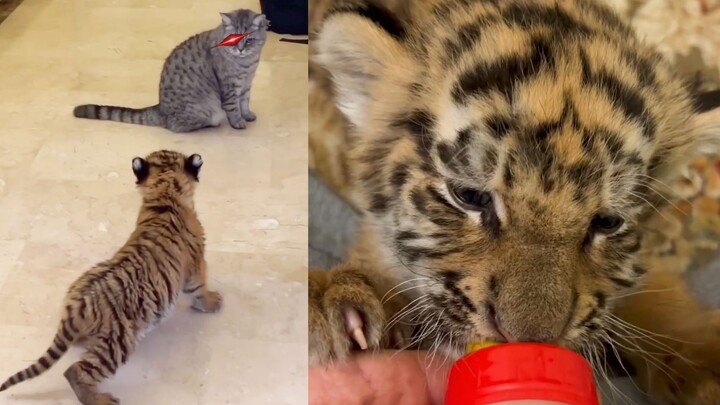 Nhặt được một con mèo mọi người ơi, xem thử nó là giống gì nha!