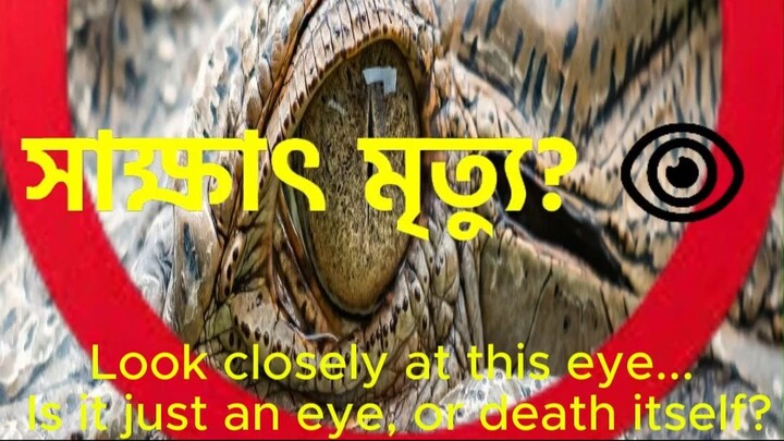 The Deadliest Eye in Nature 🐊 🛑 千年杀手的凝视！