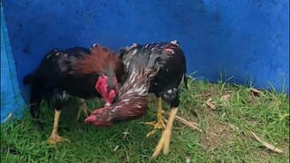 Black Hades massage technique.