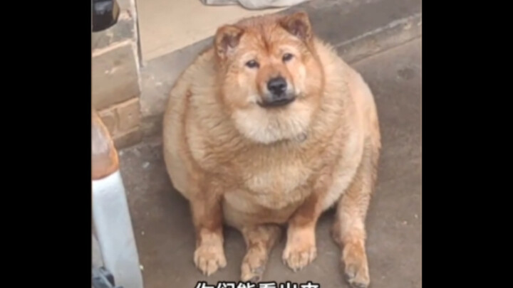 "Can't tell pigs from dogs"