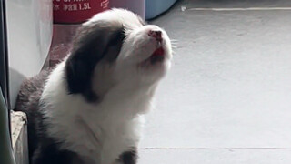 奶奶打麻将赢回来的嗷呜小狗