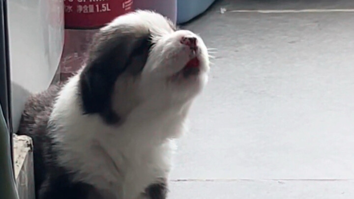 Anak anjing menggemaskan yang nenek menangkan dari bermain mahjong