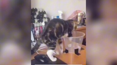 A Cup for the Kitty