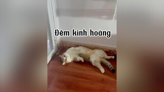 Buồn ngủ quá mèo cat