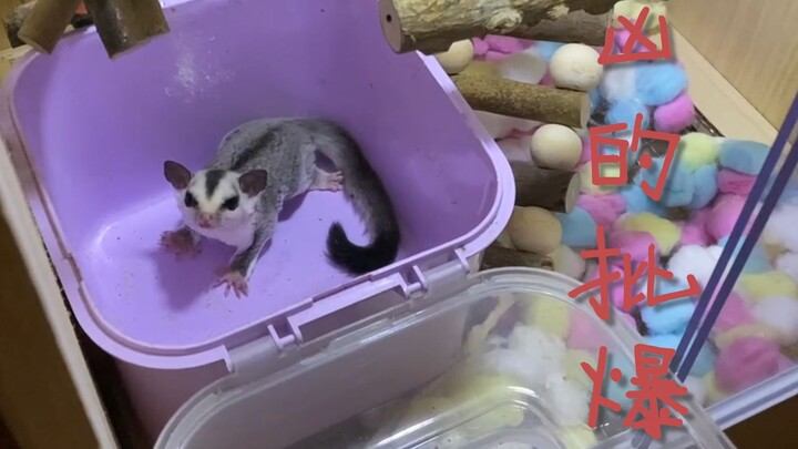 My first time as a pet owner—and I’ve already taken on the hellishly challenging sugar glider. It’s 