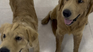 The stray dog that ate my spicy hot pot finally got its genetic test results.