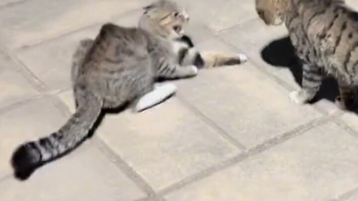 Kitten: Chinese education wins again!