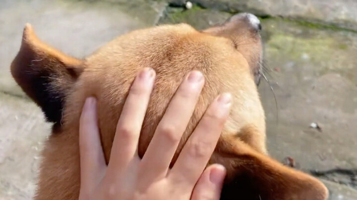 Dahuang leans on me, and I lean on Dahuang.