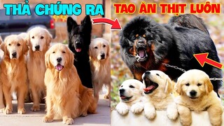 Thú Cưng Vlog | Trứng Bạc Và Trứng Vàng #40 | Chó gâu đần thông minh vui nhộn | Funny pets smart dog