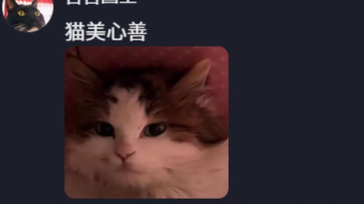 Cat: If you can’t even take care of a baby, why are you picking up a cat?