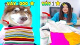 Thú Cưng Vlog | Ngáo Husky Troll Bố #16 | Chó husky thông minh vui nhộn | Smart dog funny pets