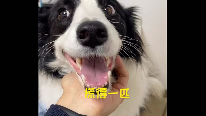 [Border Collie Yuhuan] Watch How the Smartest Dog in the World Gets a Shot (Please Turn on the Sound