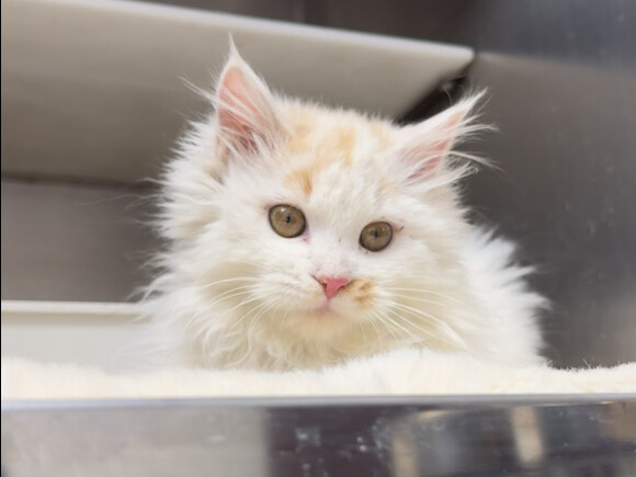 Học viện Mèo Đức đã chuyển chỗ rồi!