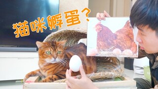 ความท้าทายสามเดือนในการปล่อยให้แมวฟักไข่ทำเอาฉันแทบคลั่ง!