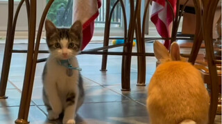 Ketika kucing kecilmu merasa dia juga seekor kelinci