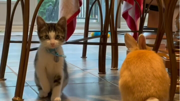 When your kitten thinks it's a rabbit too