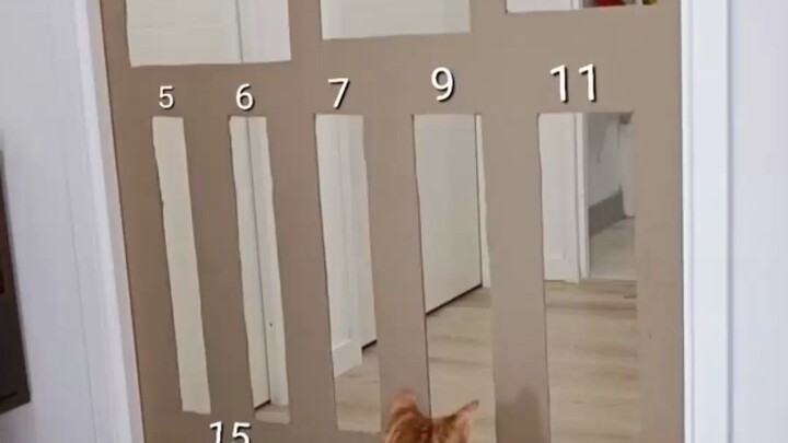 HaiMaMedia | How Flexible Can a Cat’s Body Be?!