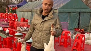 大年初三吃什么？铁锅炖大鹅