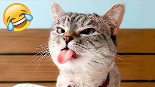 funny animal videos 😂 try not to laugh impossible 2023,😭