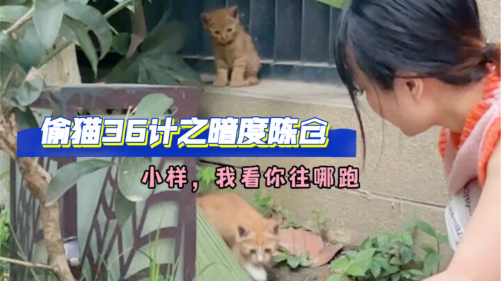 发现一窝子橘猫，这不得给他们端了？