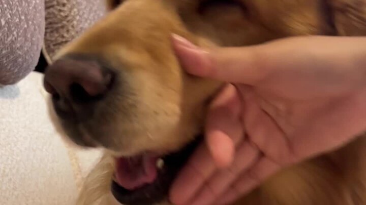 أغضب من باو في ثانية واحدة