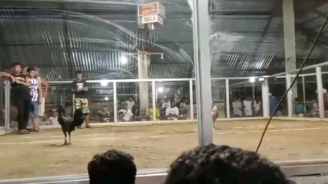 blackmcreyhenny 1xwinner