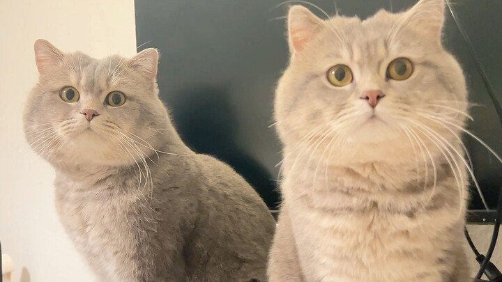 Come in and get ripped off with me!