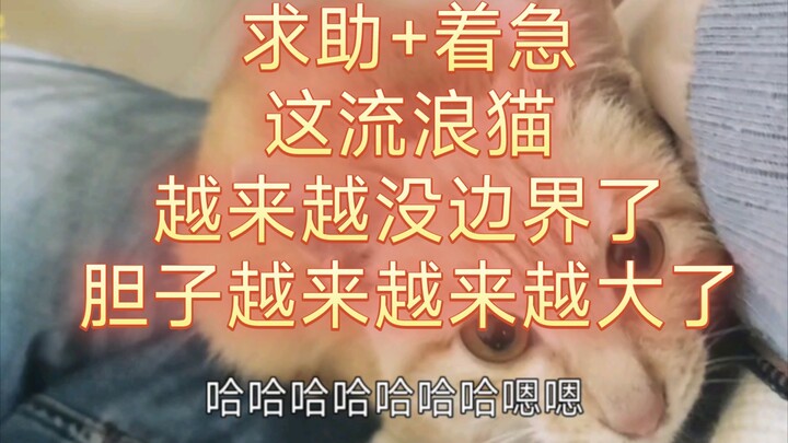 Minta bantuan + panik, kucing jalanan ini makin nggak punya batas aja. Semakin berani saja.