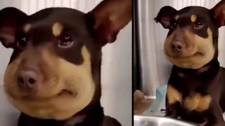 รวมคลิปสัตว์เลี้ยงฮาๆ ตลกกว่านี้ไม่มีอีกแล้ว!! 2021