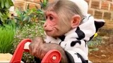 KiKi Monkey doctor pretend play and healthcare for Naughty Baby | KUDO ANIMAL KIKI