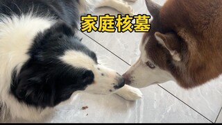 This is why my Border Collie likes the fierce Husky!