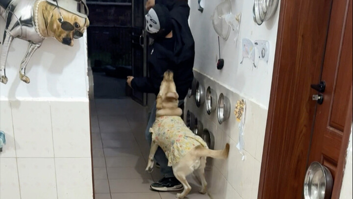 ท้าแข่งแย่งชามข้าวกับเสี่ยวจิ่ว