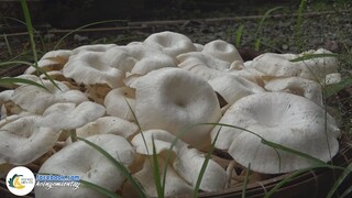 Nhổ Loại Nấm Này Ăn Trong Ngày Mưa Bão | Hội Ngộ Miền Tây - Tập 186