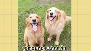 เพื่อนตัวน้อยแสนซน : หมาขนทองแสนน่ารัก