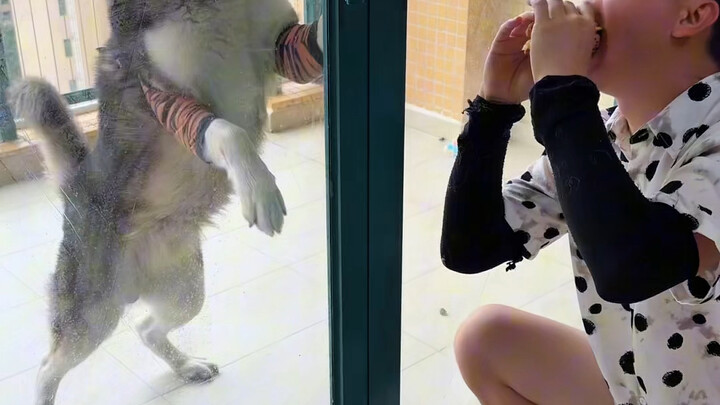 Anjing: Denganmu, aku benar-benar kagum…