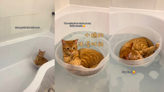 小橘的洗澡时间到啦🧡🥰