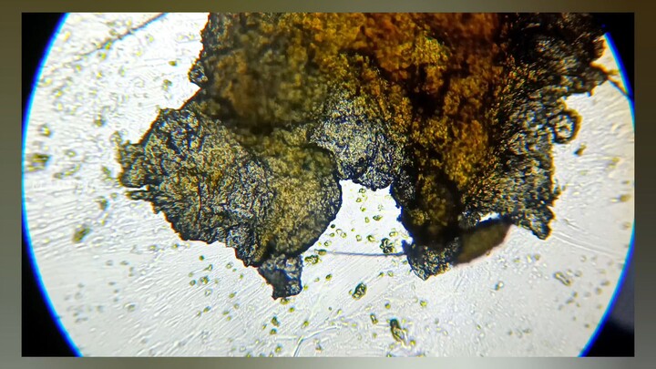 Pale Yellow Mucus and The Secret of Its Stickiness
