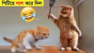 পশুদের মজার কর্মকান্ড ক্যামেরায় ধরা পড়া | Funny Animals Video 2022 (Part-11) | mayajaal