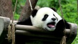 [Panda Besar] Hao Yue