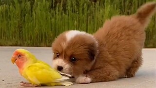 Cute Baby Animals Doing Funny Things | Cute Pets And Funny Animals Compilation | Cutest Puppies