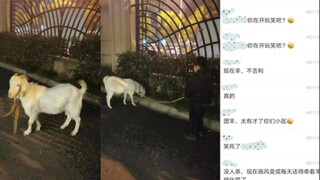 No one in the community group-buying group knows how to slaughter live sheep, so they named it "Yang